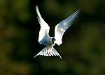 bb 06 0019 / Sterna hirundo / Makrellterne